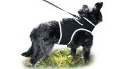 Anti-Pet Theft Mini Waterproof GPS GSM Pet Tracker Realtime Tracking Size:L