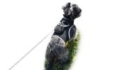 Monitor Dog Position w/ Mini GSM GPRS GPS Realtime Collar Pet Tracker Size:M