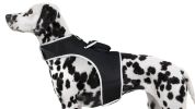 NEW Pet Tracker GPS GSM Pet Finder Hassle-free Tracking Tool Dog Tracker Size:M